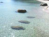 �N���X�^���r�[�`�̎l�G