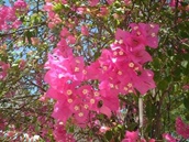 �T���C���̉J�G1