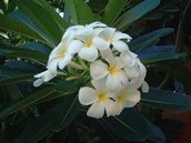 �T���C���̉J�G2